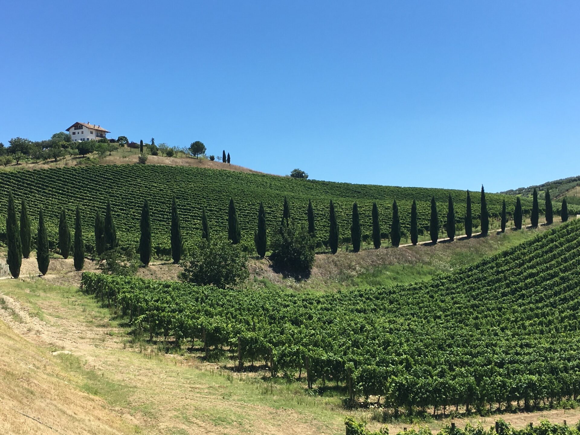 Contesa Abruzzo vineyard