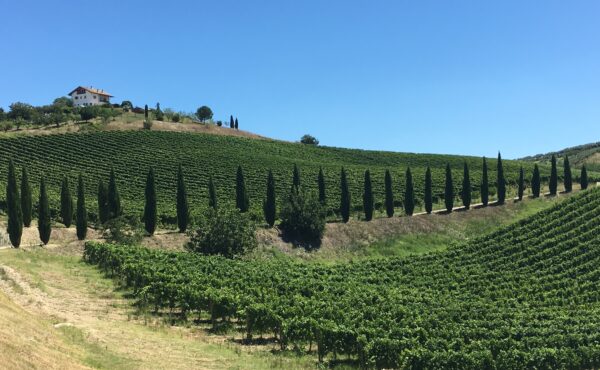 Contesa Abruzzo vineyard